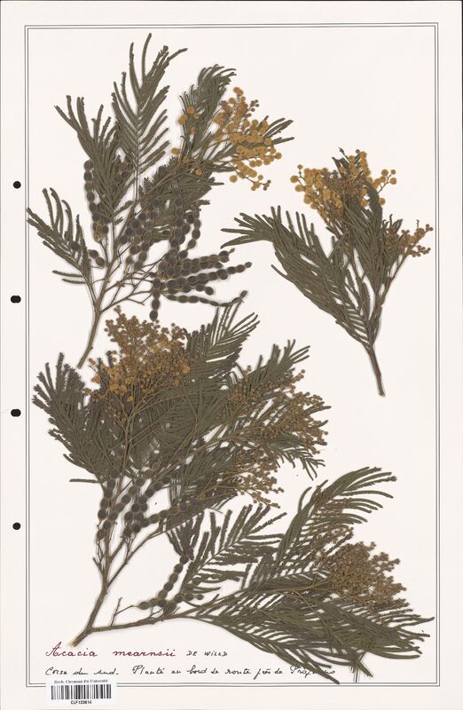 Acacia mearnsii  (Fabaceae)