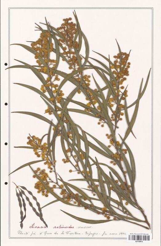 Acacia retinodes  (Fabaceae)