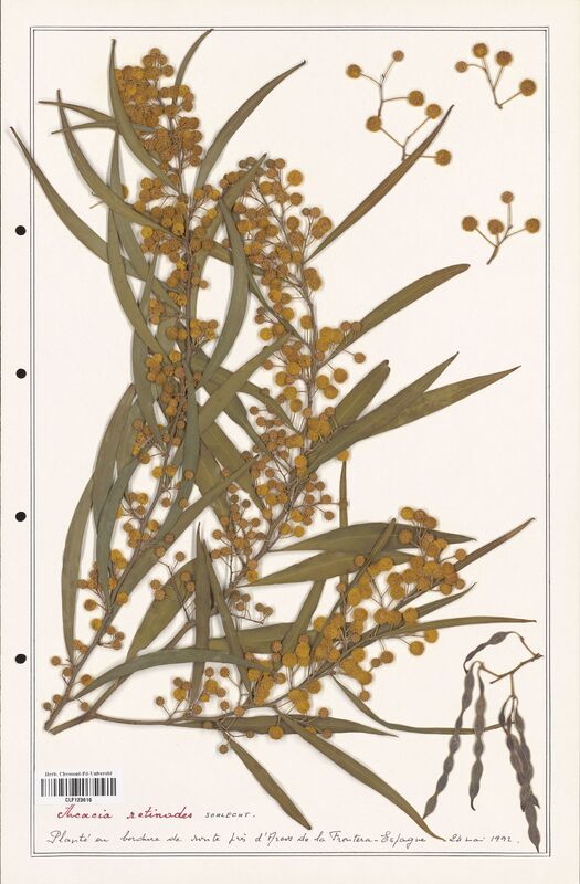 Acacia retinodes  (Fabaceae)