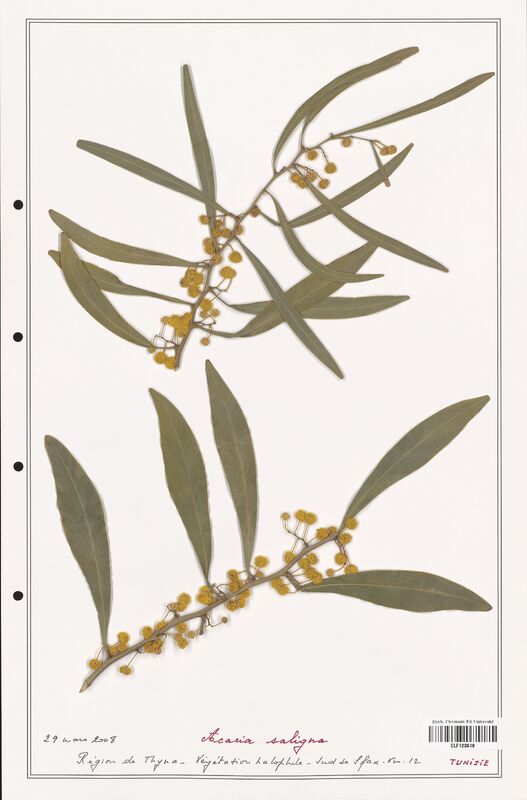 Acacia saligna  (Fabaceae)