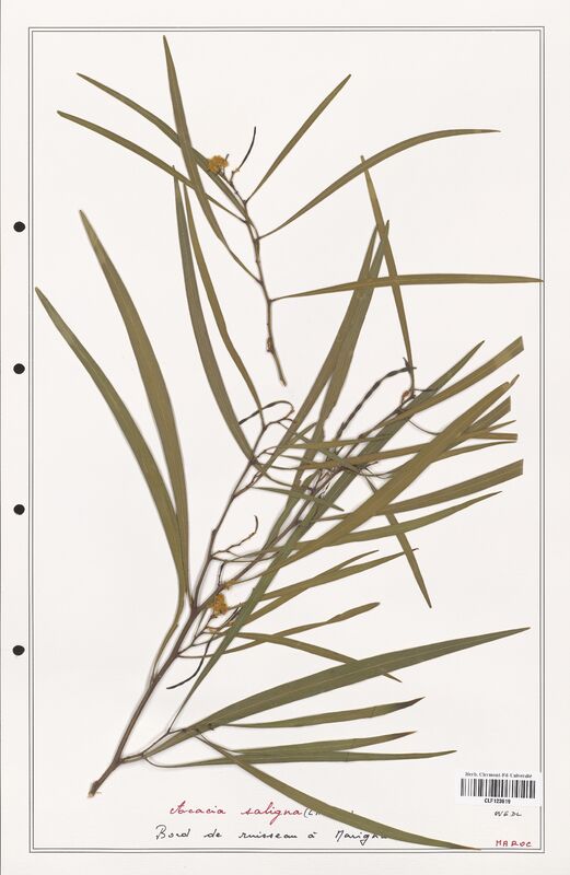 Acacia saligna  (Fabaceae)