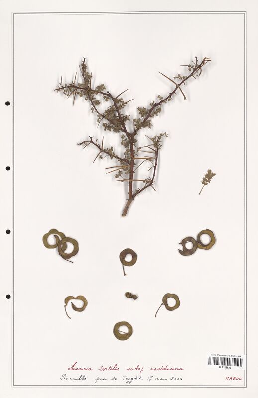 Acacia tortilis  (Fabaceae)