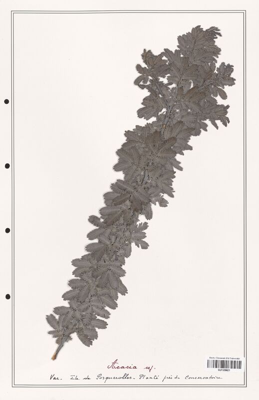 Acacia species  (Fabaceae)