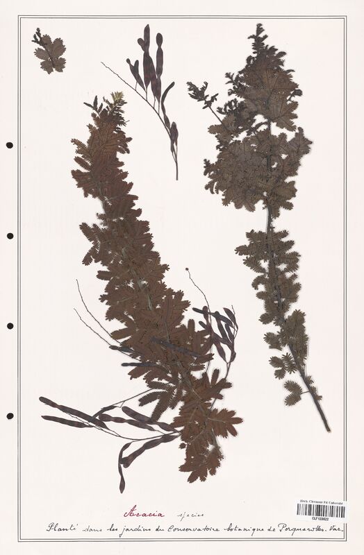 Acacia species  (Fabaceae)