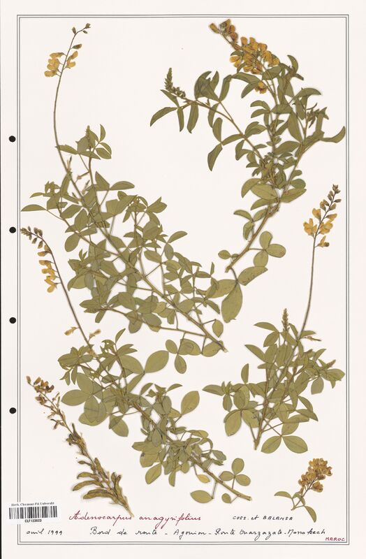 Adenocarpus anagyrifolius  (Fabaceae)