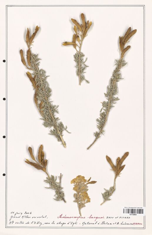 Adenocarpus bacquei  (Fabaceae)