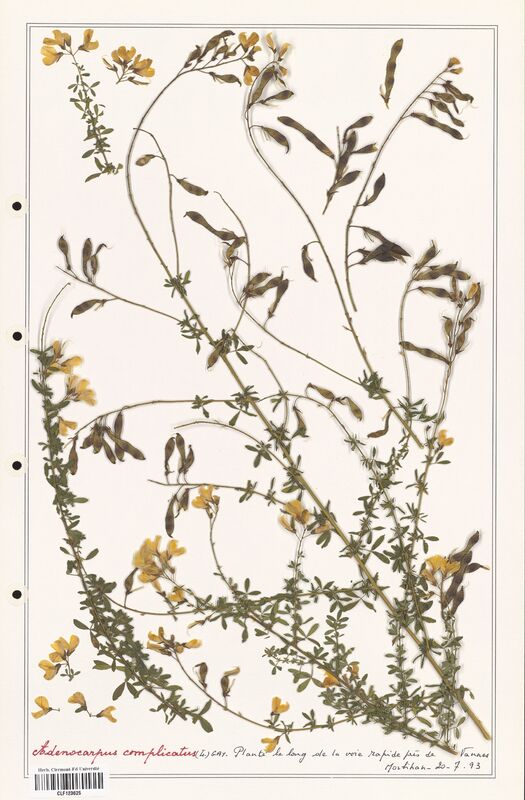 Adenocarpus complicatus  (Fabaceae)