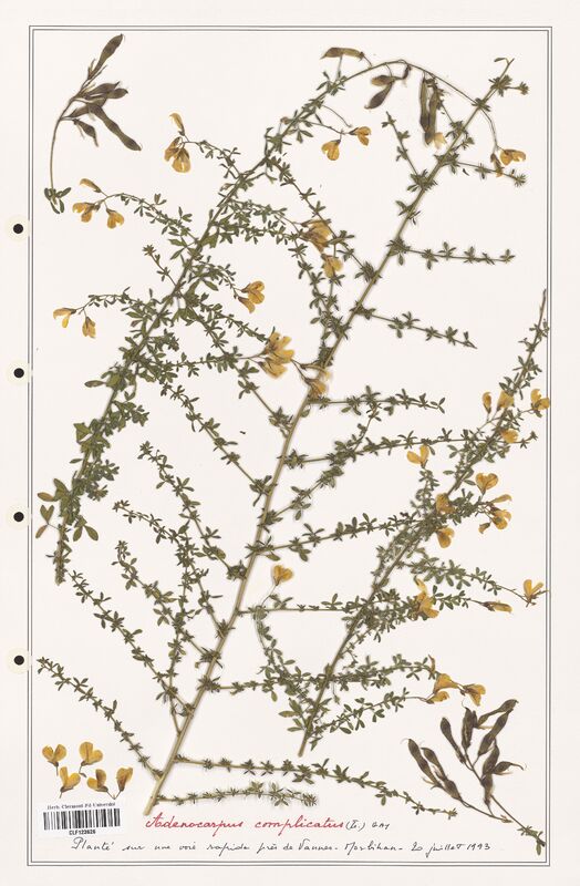 Adenocarpus complicatus  (Fabaceae)