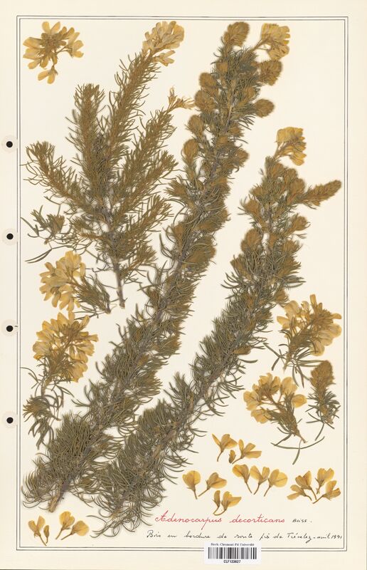 Adenocarpus decorticans  (Fabaceae)