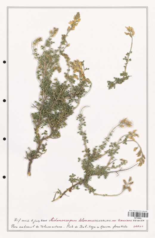 Adenocarpus telonensis  (Fabaceae)