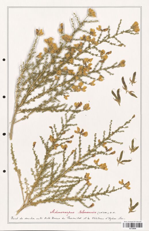 Adenocarpus telonensis  (Fabaceae)