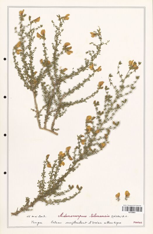 Adenocarpus telonensis  (Fabaceae)