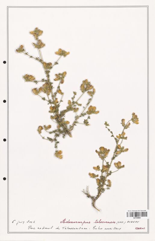 Adenocarpus telonensis  (Fabaceae)