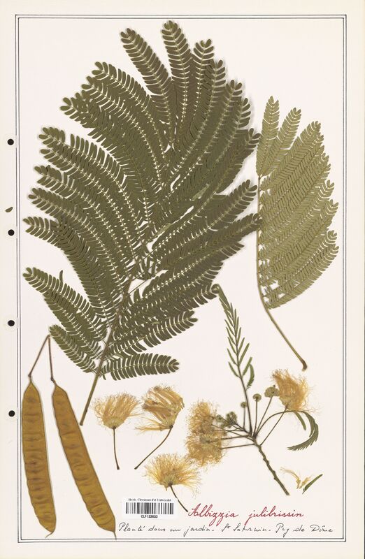 Albizzia julibrissin  (Fabaceae)