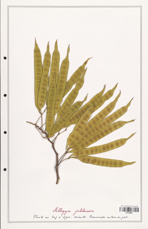 Albizzia julibrissin  (Fabaceae)