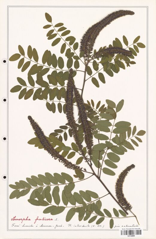 Amorpha fruticosa  (Fabaceae)