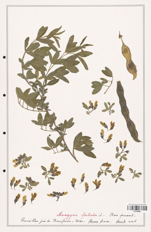 Anagyris foetida  (Fabaceae)