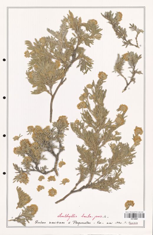 Anthyllis barba_jovis  (Fabaceae)