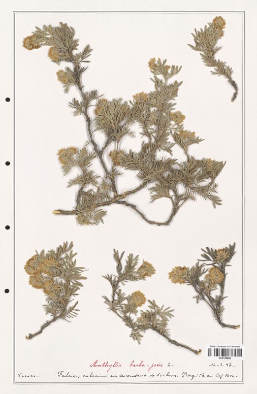 Anthyllis barba_jovis  (Fabaceae)