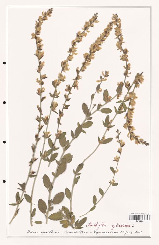 Anthyllis cytisoides  (Fabaceae)