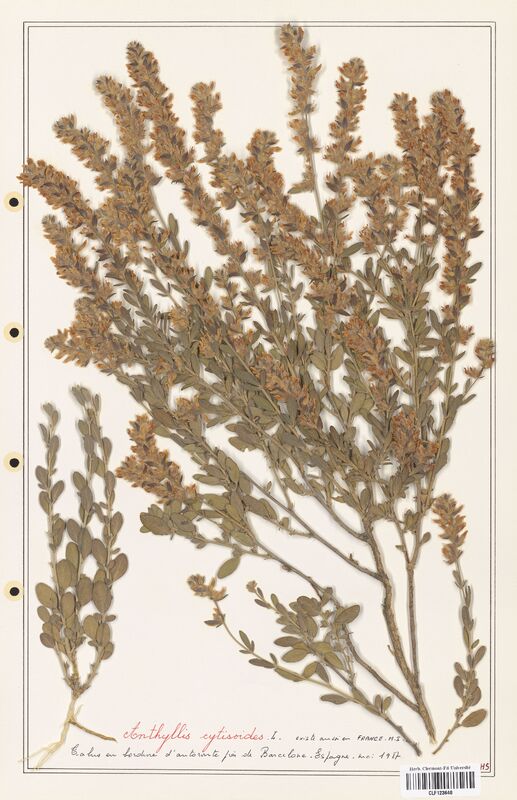 Anthyllis cytisoides  (Fabaceae)