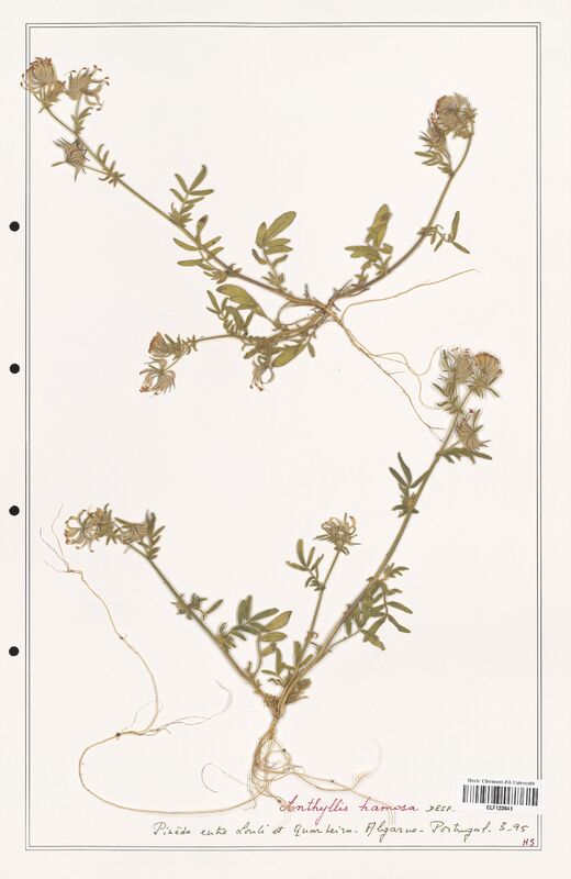 Anthyllis hamosa  (Fabaceae)