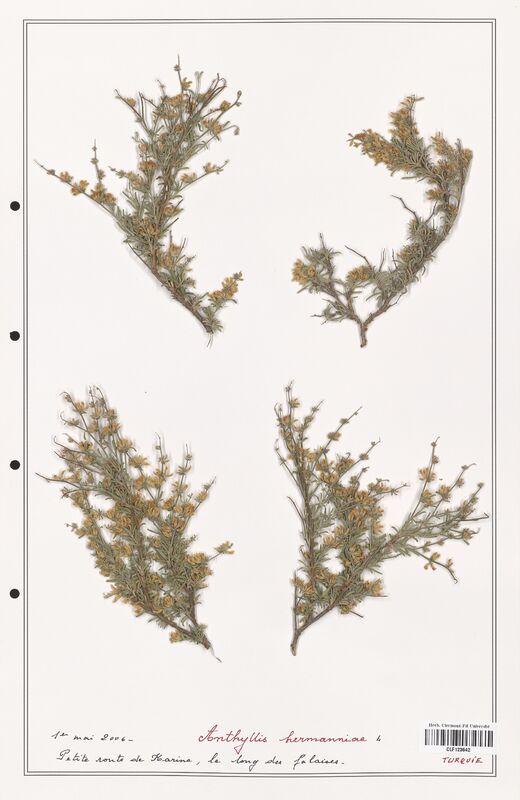 Anthyllis hermanniae  (Fabaceae)