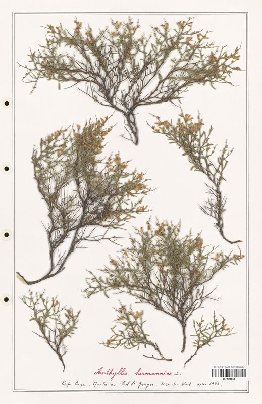 Anthyllis hermanniae  (Fabaceae)