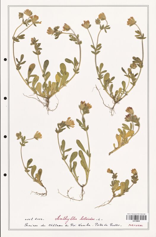 Anthyllis lotoides  (Fabaceae)