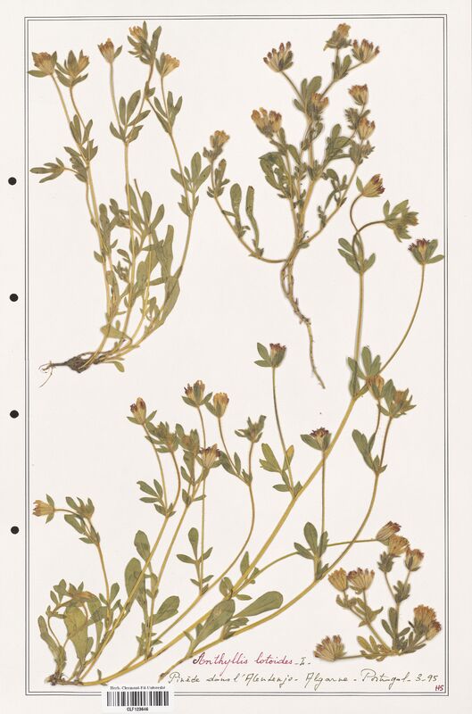 Anthyllis lotoides  (Fabaceae)