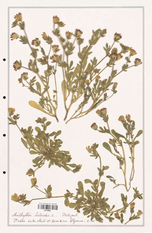 Anthyllis lotoides  (Fabaceae)