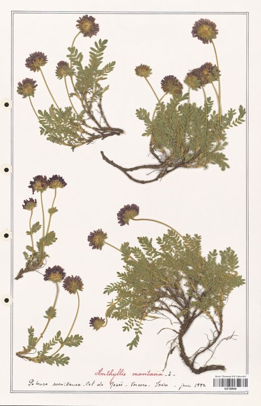 Anthyllis montana  (Fabaceae)