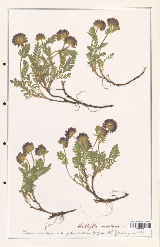 Anthyllis montana  (Fabaceae)