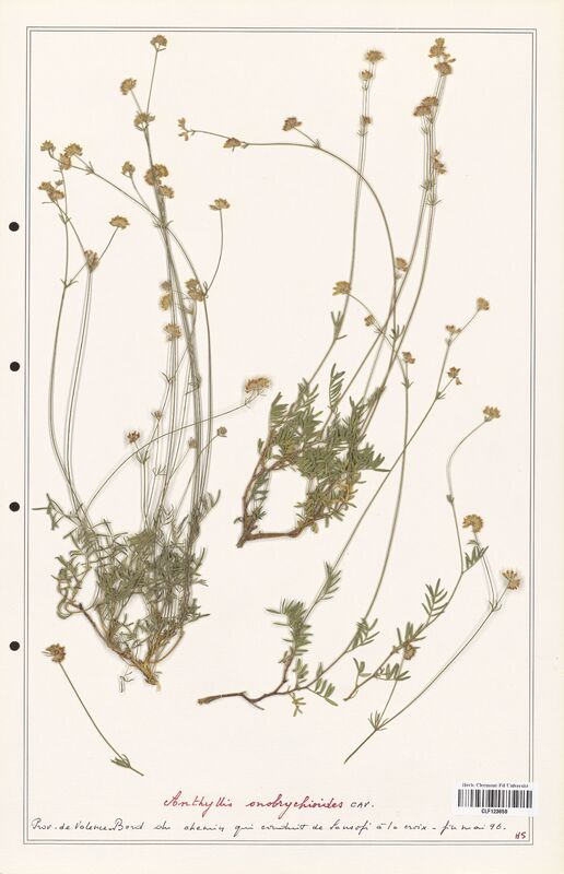 Anthyllis onobrychioides  (Fabaceae)