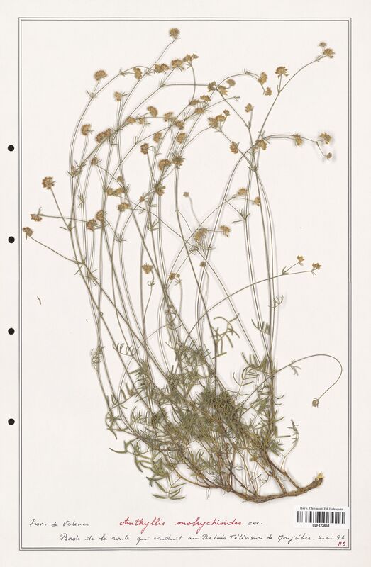 Anthyllis onobrychioides  (Fabaceae)