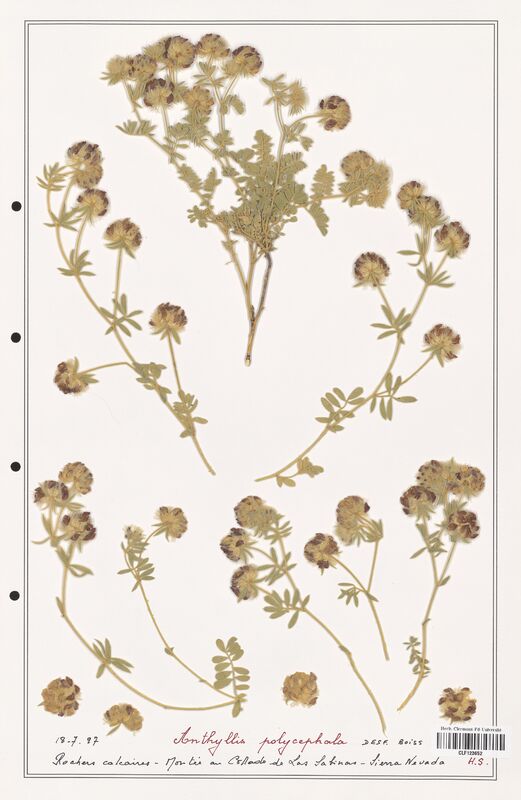 Anthyllis polycephala  (Fabaceae)