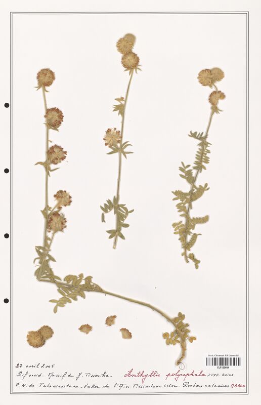 Anthyllis polycephala  (Fabaceae)