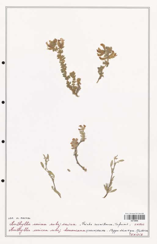 Anthyllis sericea  (Fabaceae)