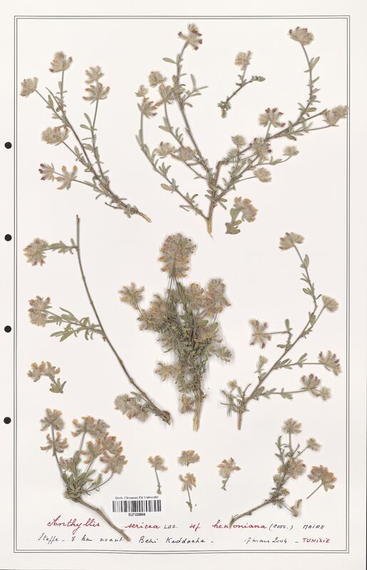 Anthyllis sericea  (Fabaceae)