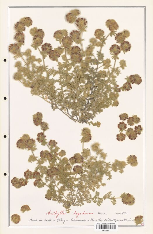 Anthyllis tegedensis  (Fabaceae)