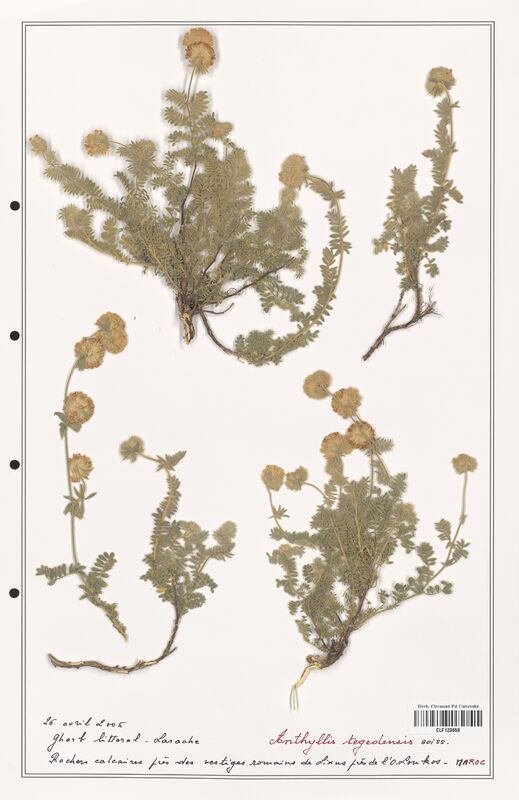 Anthyllis tegedensis  (Fabaceae)