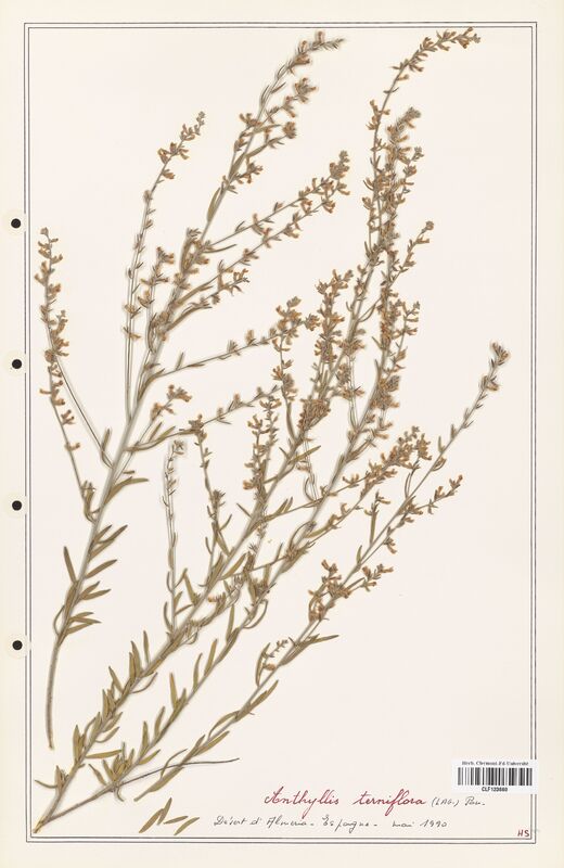 Anthyllis terniflora  (Fabaceae)