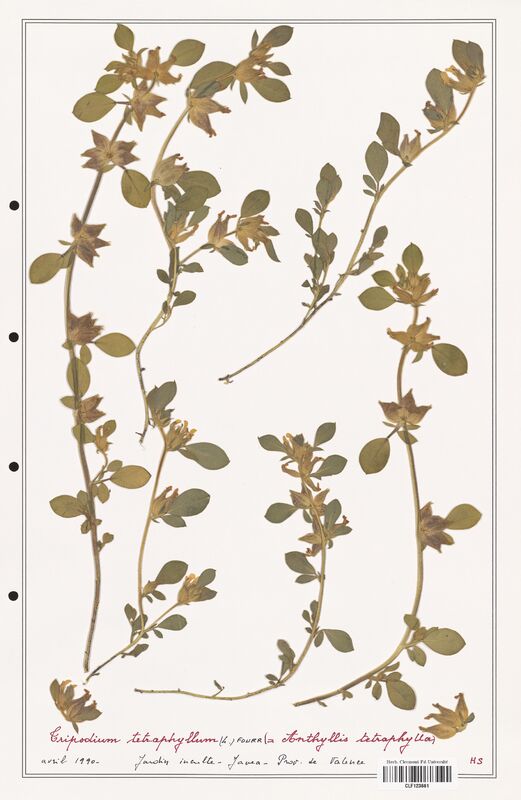 Anthyllis terniflora  (Fabaceae)