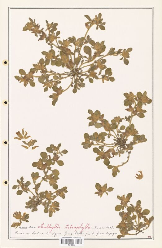 Anthyllis terniflora  (Fabaceae)