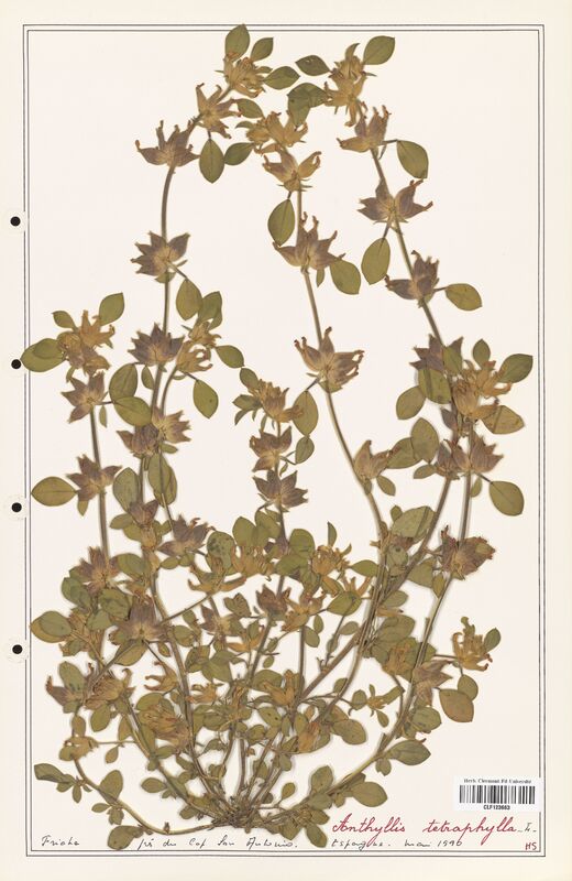 Anthyllis terniflora  (Fabaceae)