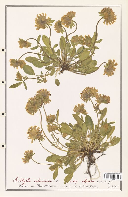 Anthyllis vulneraria  (Fabaceae)