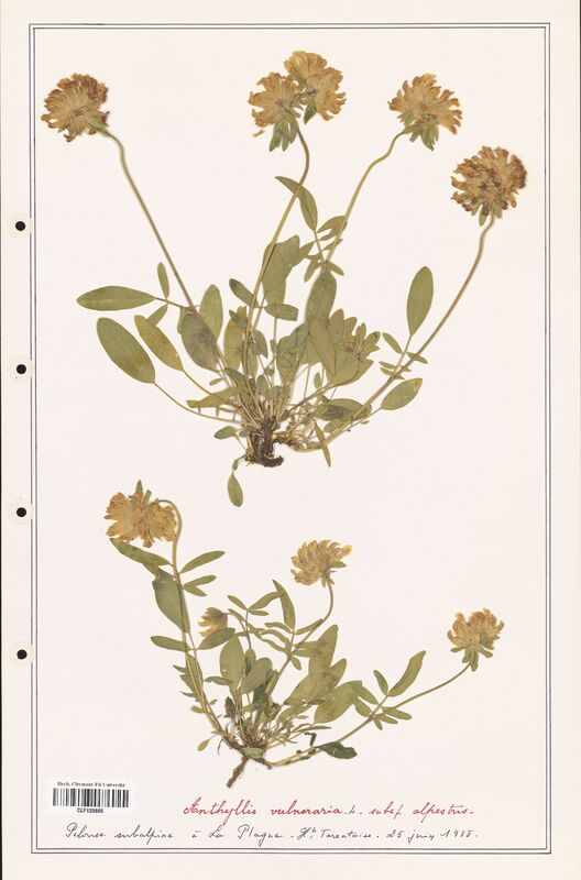 Anthyllis vulneraria  (Fabaceae)