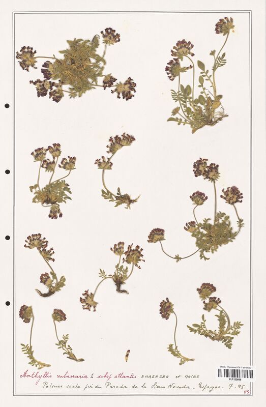 Anthyllis vulneraria  (Fabaceae)