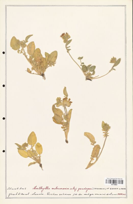 Anthyllis vulneraria  (Fabaceae)