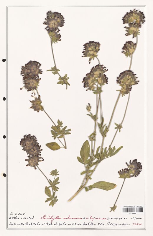 Anthyllis vulneraria  (Fabaceae)